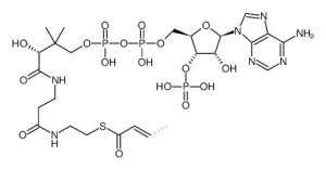 Crotonyl-CoA-凯途化工网